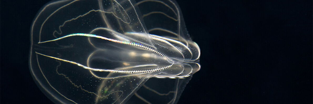 Nahaufnahme einer Meerwalnuss (Art der Rippenquallen) vor schwarzem Hintergrund.