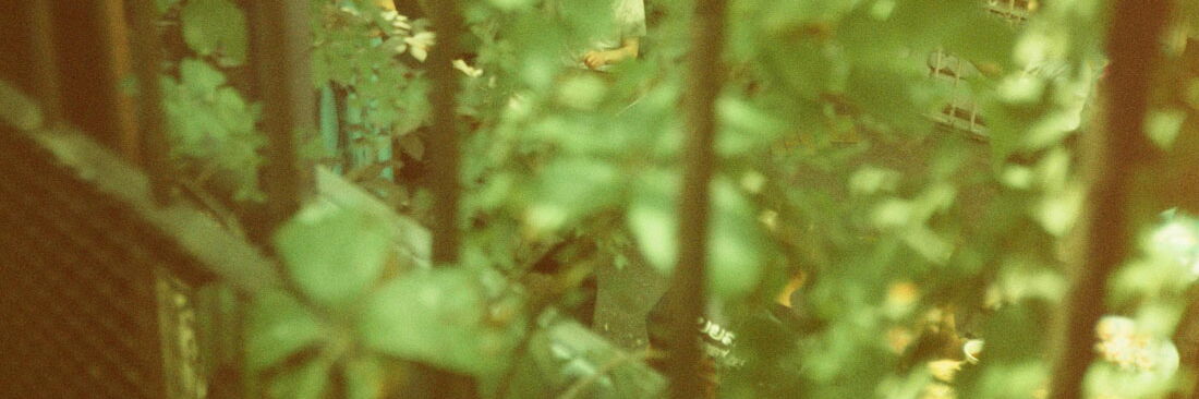 Individual human figures can be seen through blurred leaves and a fence grid.