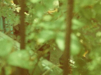 Individual human figures can be seen through blurred leaves and a fence grid.