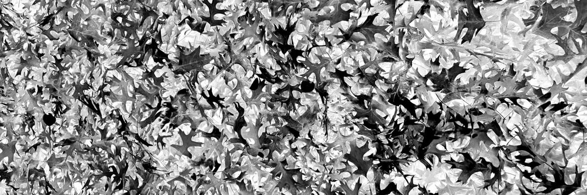 Negative image of fallen leaves.