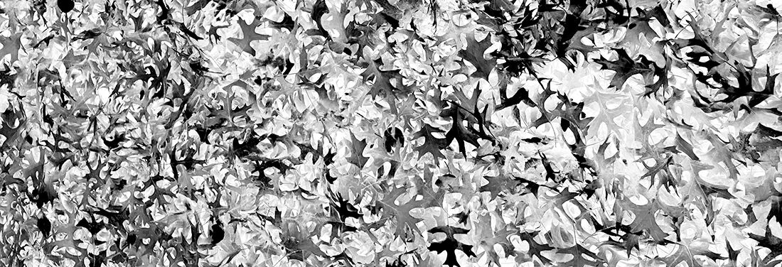 Negative image of fallen leaves.