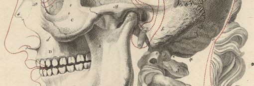 Anatomische Zeichnung eines Schädels mit vielen kleinen Buchstaben und roten Umrissen, die das Gesicht des Menschen andeuten.