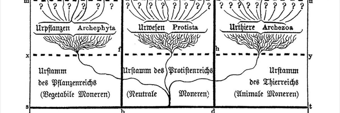 Section of the monophyletic family tree in Ernst Haeckel's "Natural History of Creation", showing the primordial tribes of the plant, protist and animal kingdoms and, on the level above, the primordial plants, primordial beings and primordial animals.