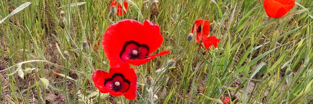 Close-up of red poppy flowers on a green meadow.