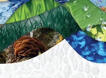 Collage mit Naturansichten von Feldern, Wasser, Blättern, Regentropfen und Pilzen.