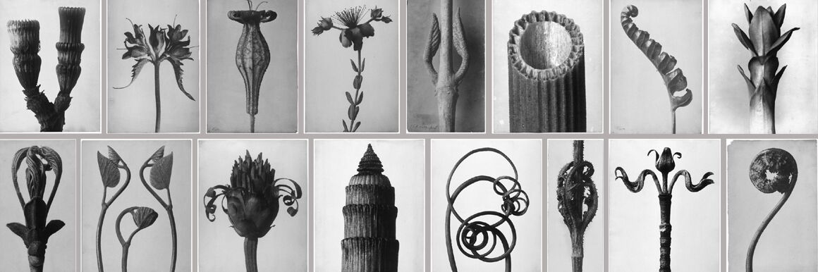 Verschiedene schwarz-weiße Fotografien von Pflanzen unterschiedlicher Forme. Manche sind stark geschwungen, andere kunstvoll symmetrisch.
