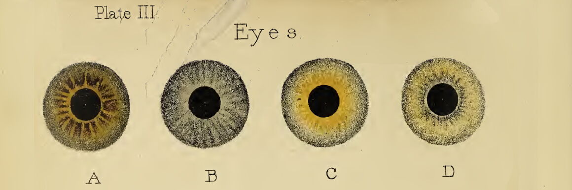 Drawing of four different colored eyes on weathered paper. The eyes are signed A, B, C, and D. The words “Plate III” are written in the upper left corner of the image, and “Eyes” is written in the center above the eyes.