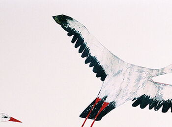 Drawing of two storks with their wings spread wide.