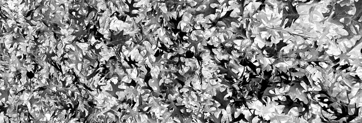 Negative image of fallen leaves.