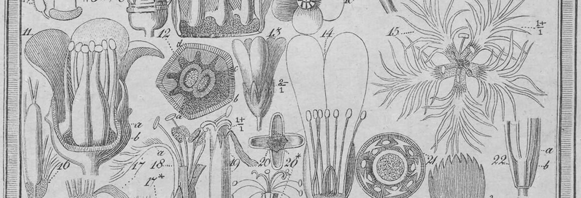 Ausschnitt: Zeichnung verschiedener Blüten, die mit Zahlen von 11 bis 22 durchnummeriert sind.